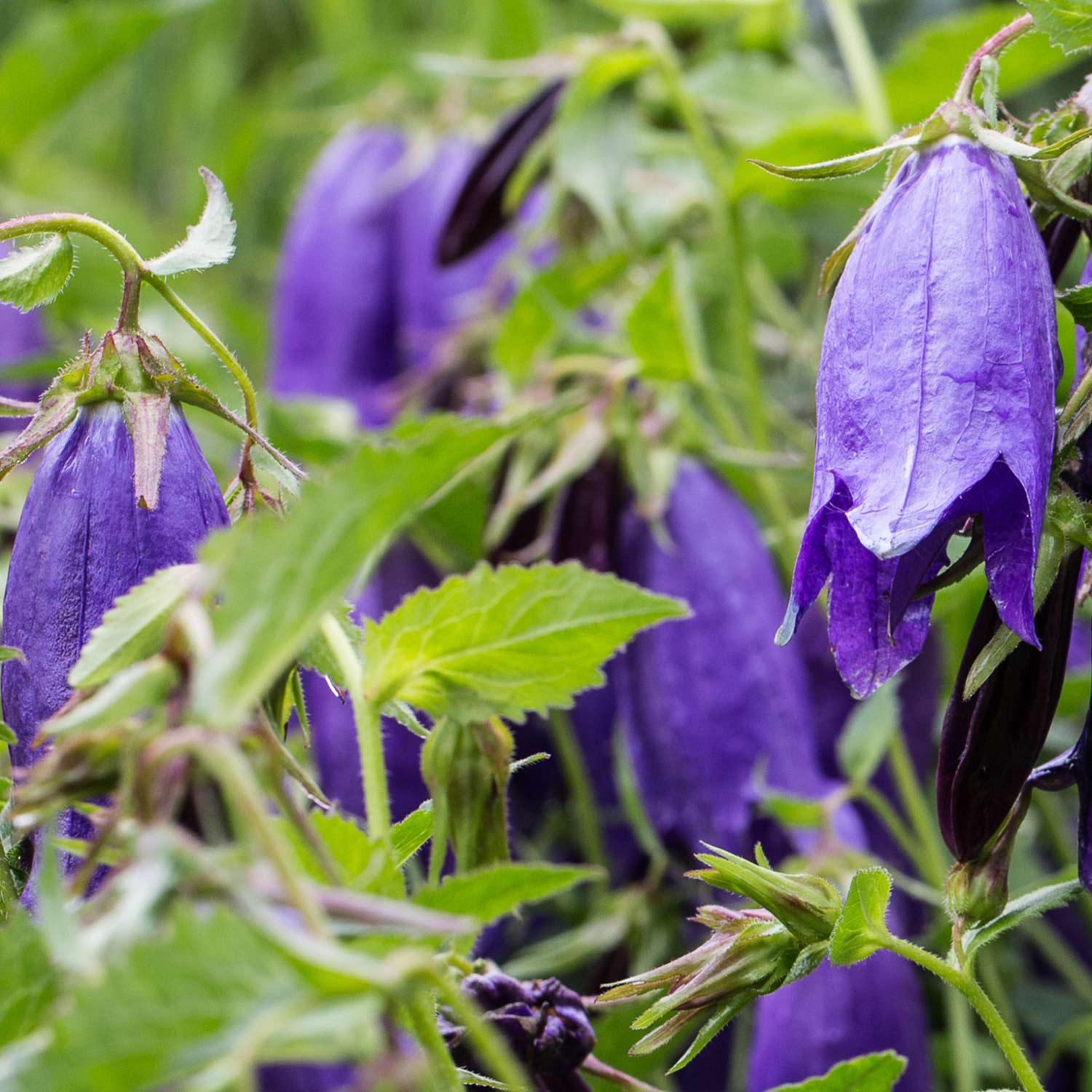 Kategorie <b>Stauden </b> - Großblütige Glockenblume 'Sarastro' Lieferform: Im 0,5 Liter Topf - Campanula punctata 'Sarastro'