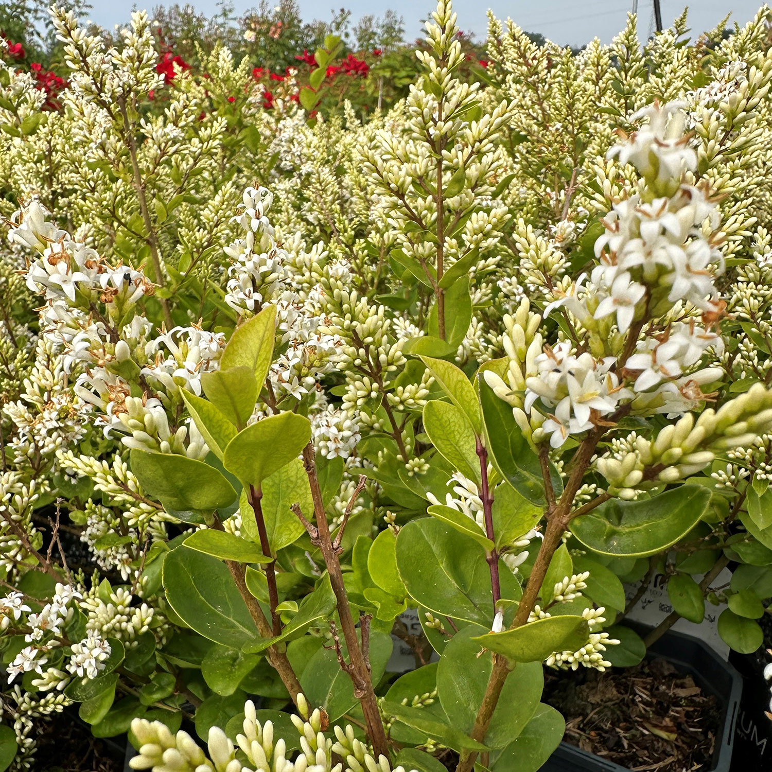 Ovalblättriger Liguster 'Magical Black Pearl'