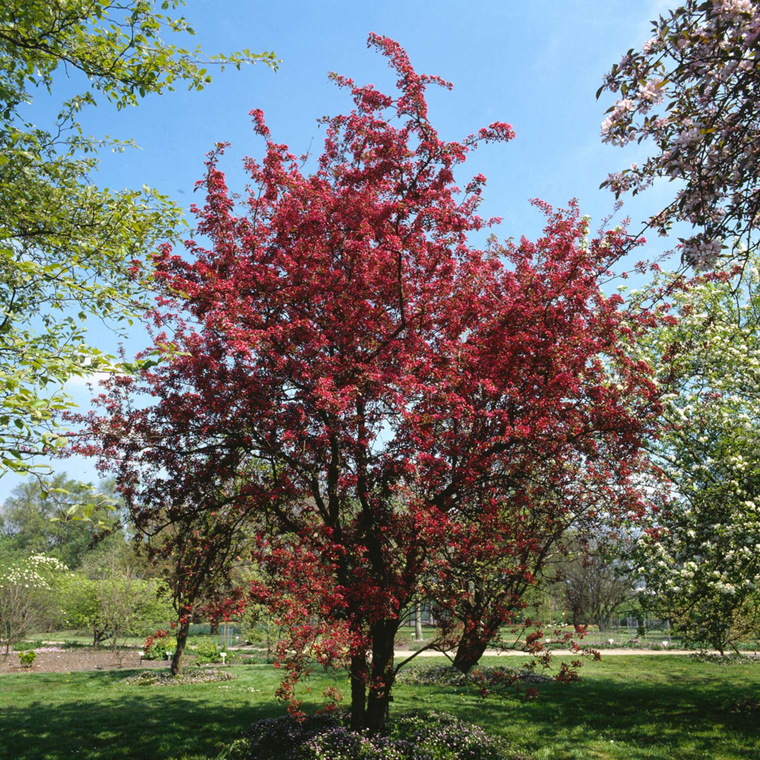 Zierapfel 'Nicoline®' Liefergröße: 60 - 100 cm