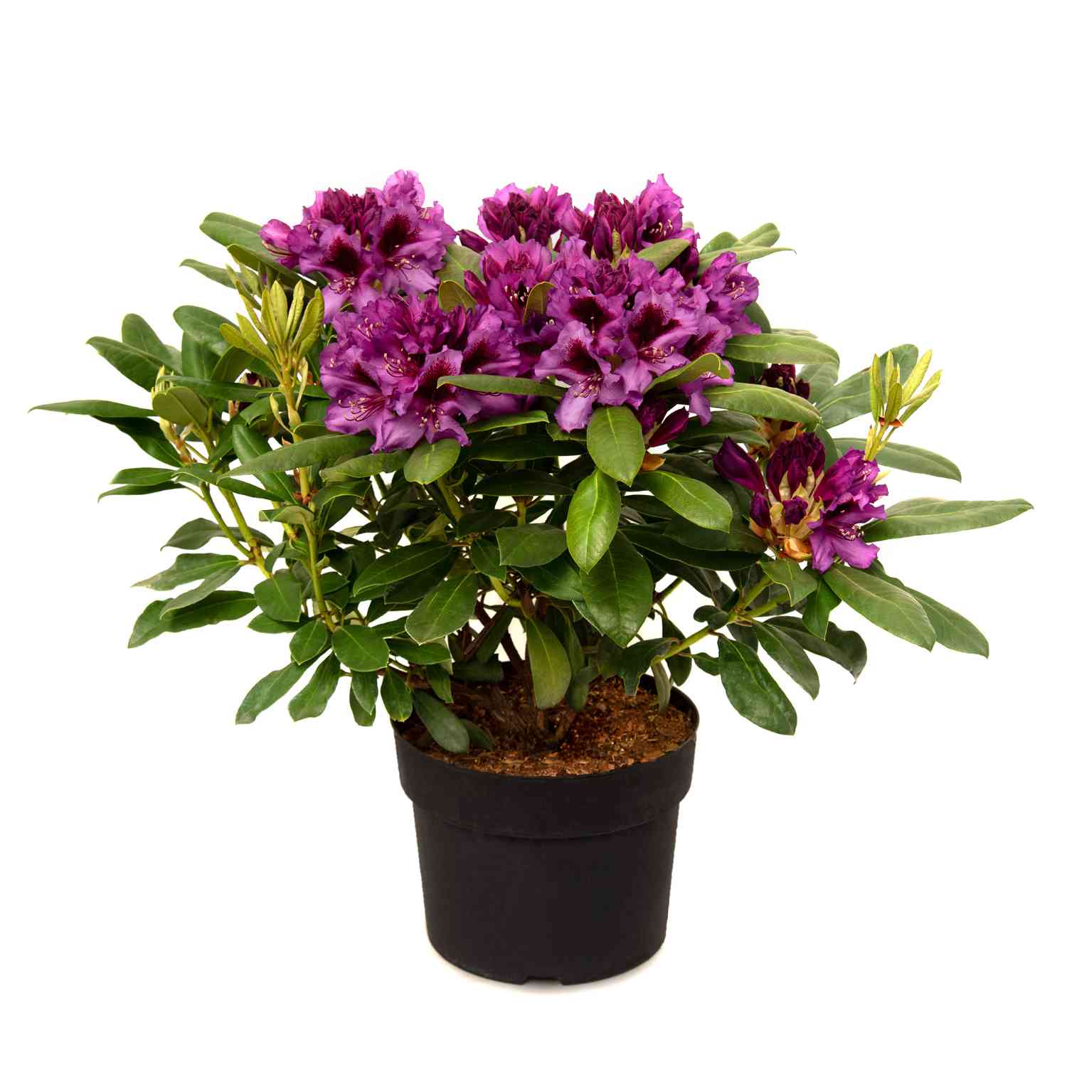 Rhododendron 'Marcel Menard' - Easydendron®