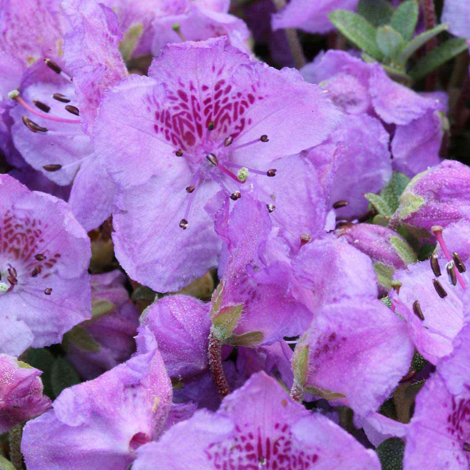 Zwerg-Rhododendron / Rhododendron keleticum Zwerg-Rhododendron / Rhododendron keleticum