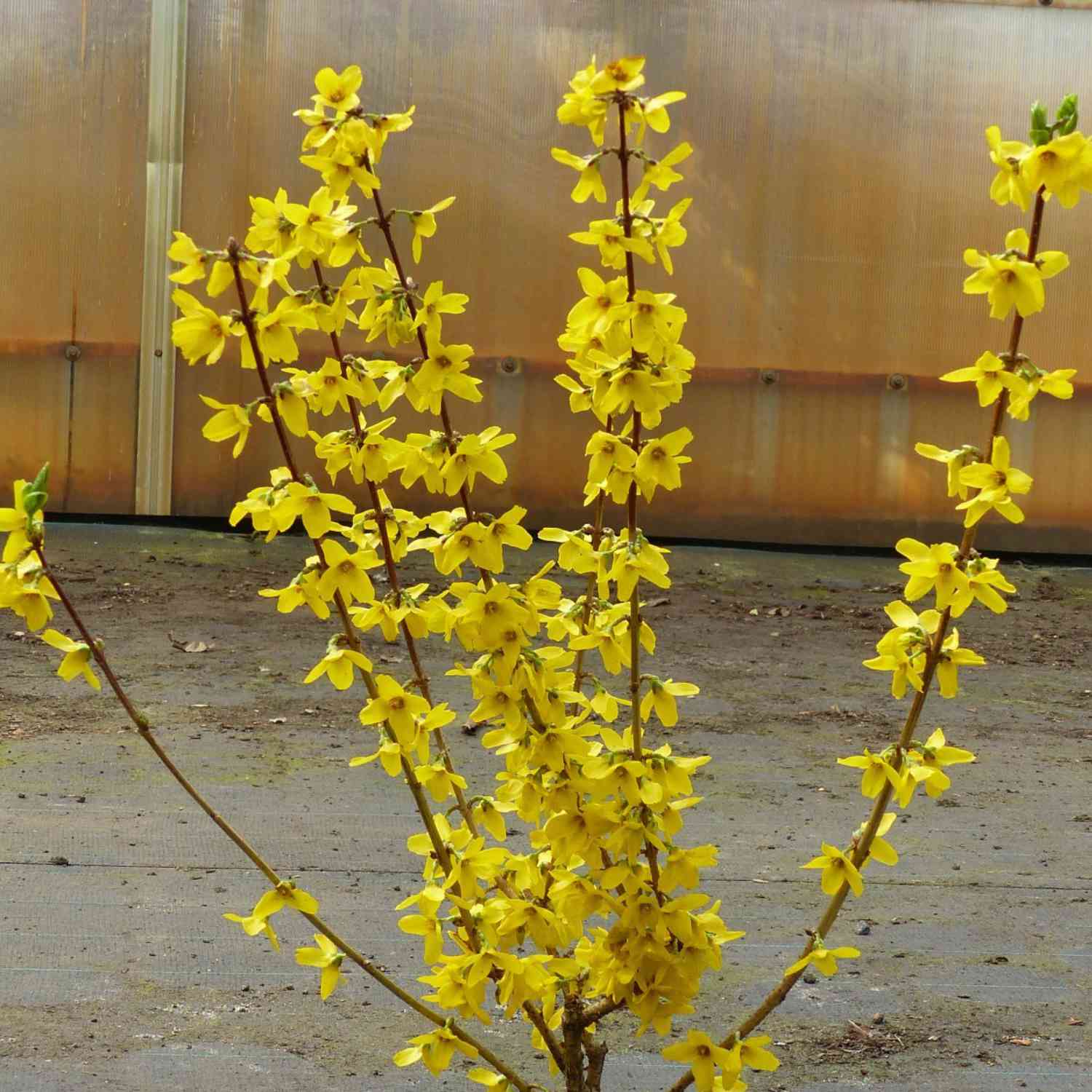 Goldglöckchen/Forsythie 'Lynwood Gold' Goldglöckchen/Forsythie 'Lynwood Gold'