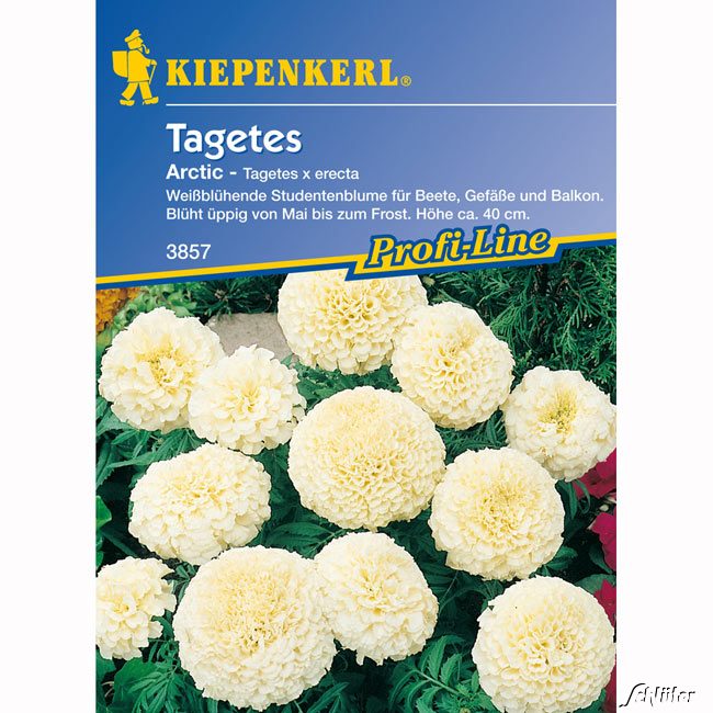 Tagetes 'Arctic' Lieferform: Portionssaatgut