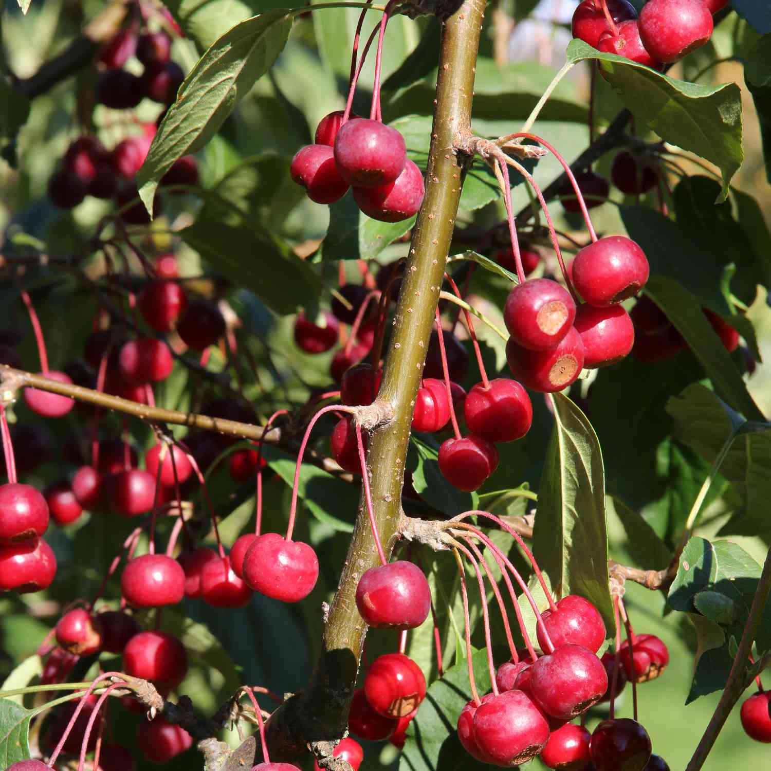 Zierapfel 'Nicoline®'