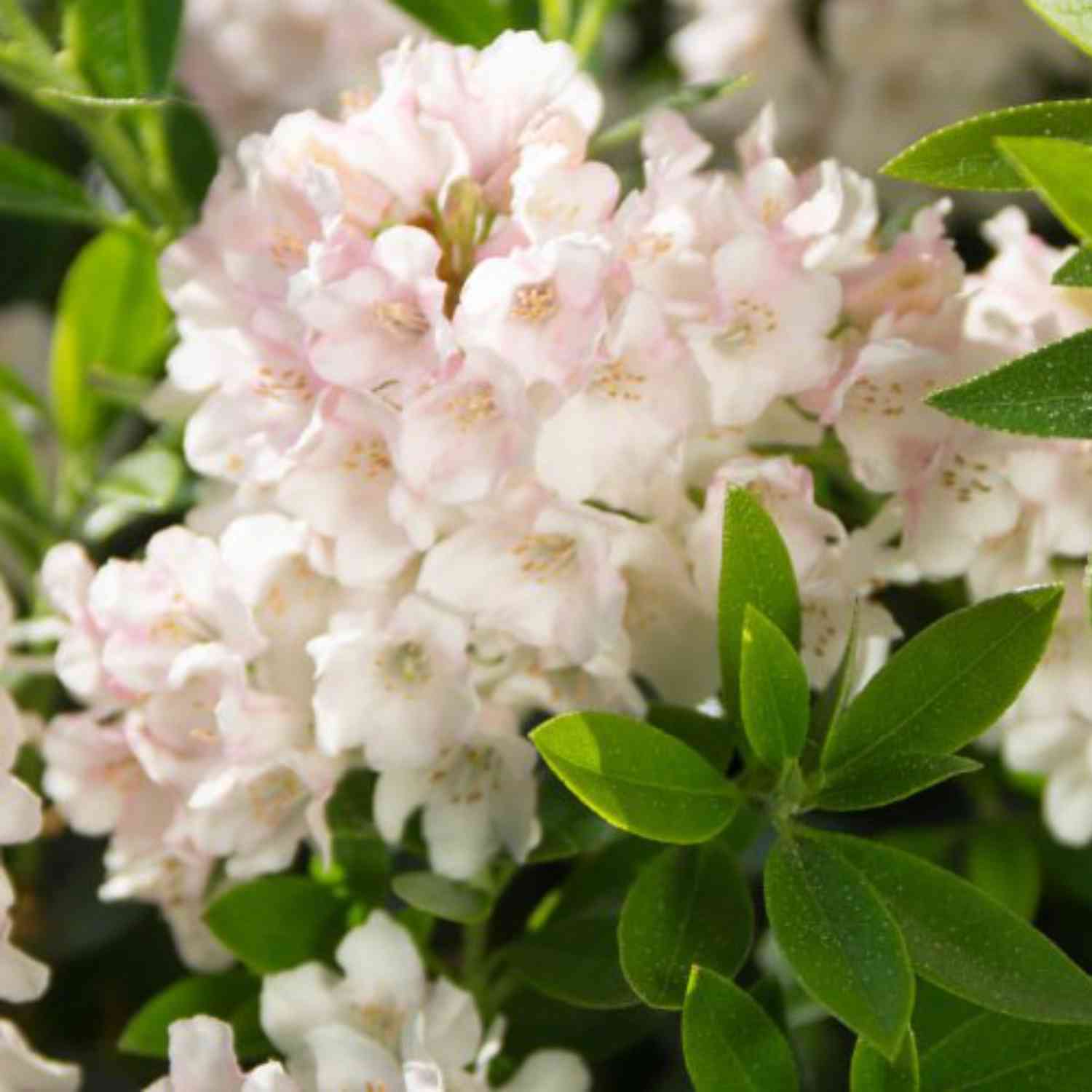 Rhododendron Nugget by 'Bloombux®' - der blühende Buchsbaumersatz Rhododendron Nugget by 'Bloombux®' - der blühende Buchsbaumersatz