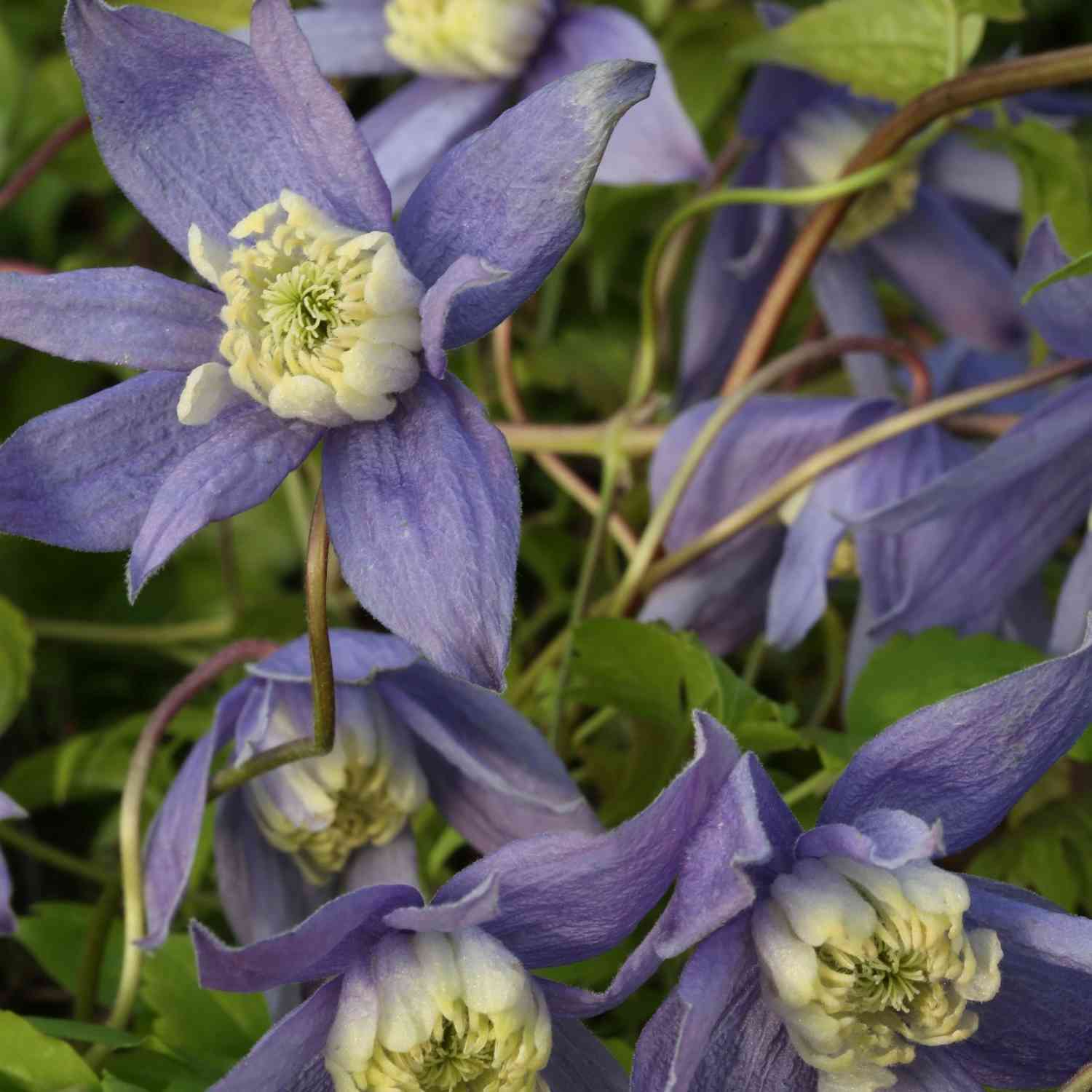 Clematis 'Frances Rivis'