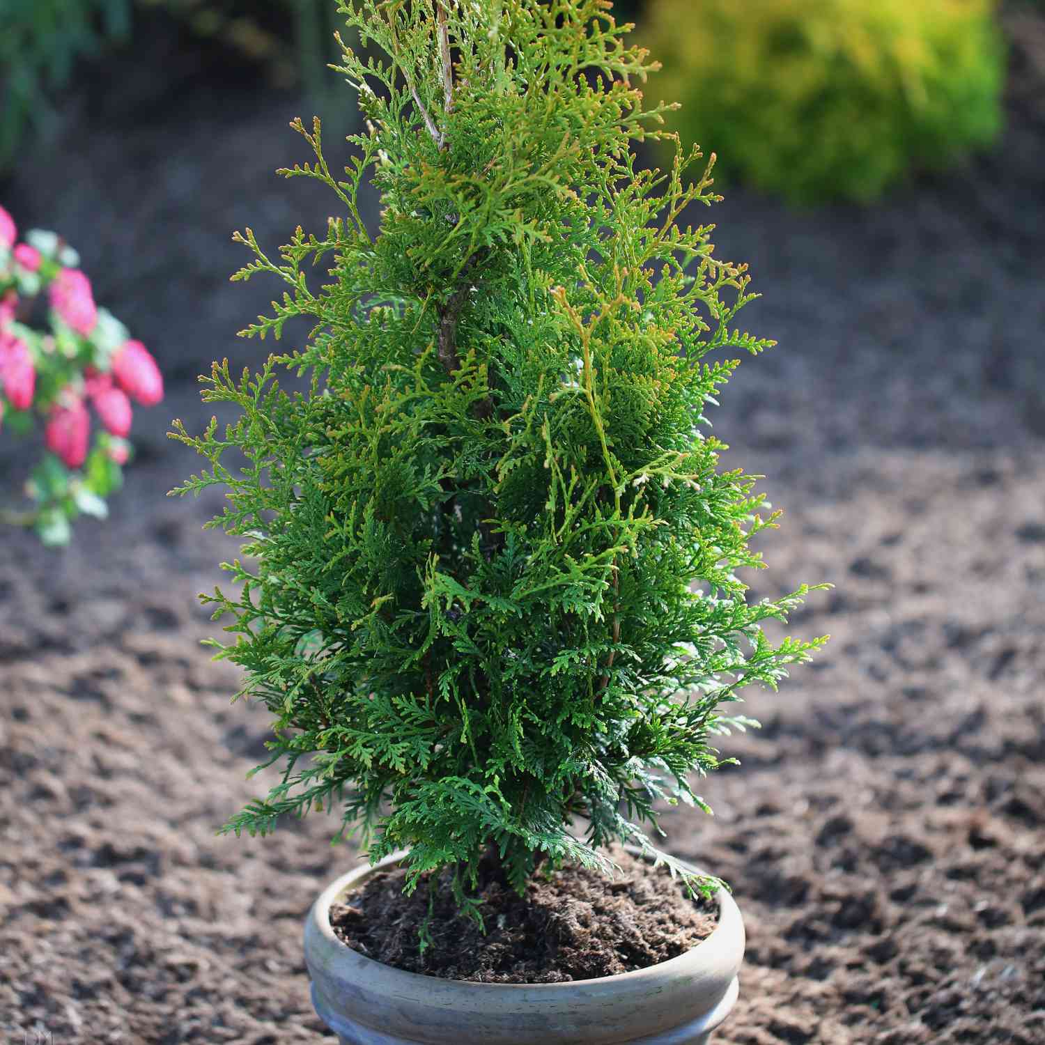 Lebensbaum - Thuja 'Brabant' Lebensbaum - Thuja 'Brabant'