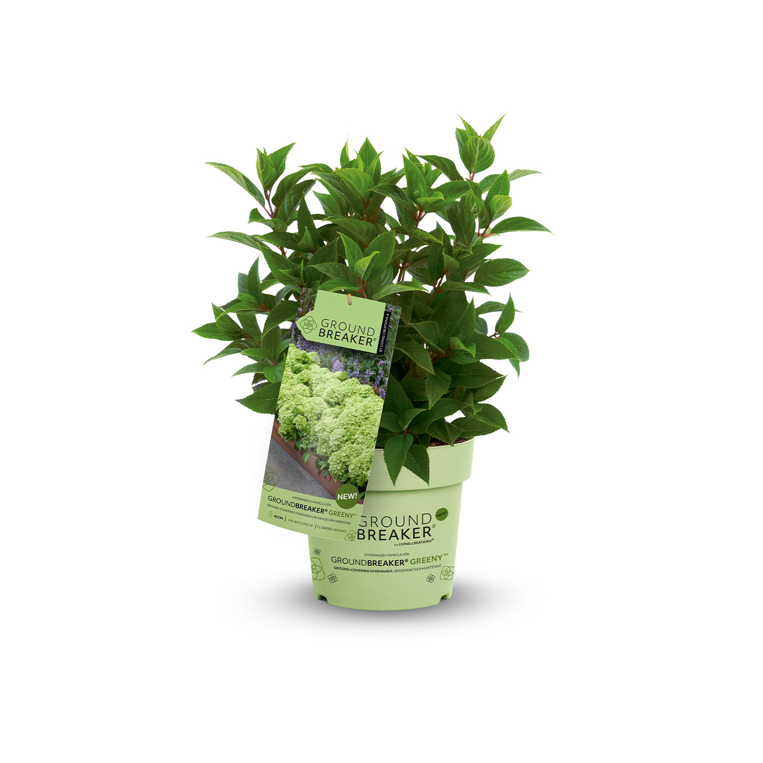 Kategorie <b>Blütensträucher und Ziergehölze </b> - Zwerg-Rispenhortensie 'Groundbreaker® Greeny' 1,3 Liter Topf Lieferform: Im 1,3 Liter Topf - Hydrangea paniculata 'Groundbreaker® Greeny'
