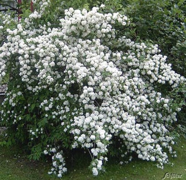 Gefüllter Gartenjasmin / Pfeifenstrauch C3-5 60/100 Liefergröße: 60 - 100 cm