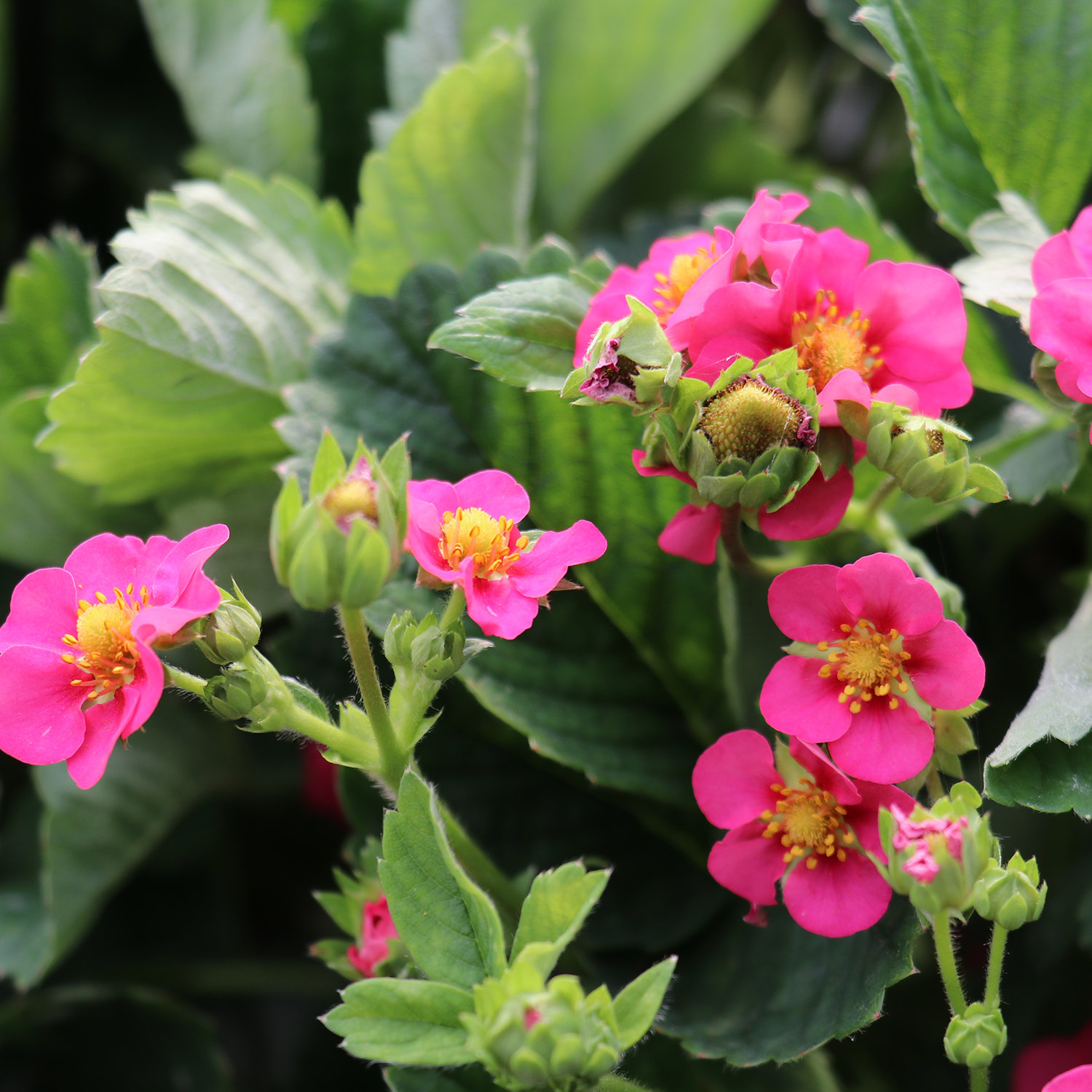 Beeren - Gourmeterdbeere 'Double Pleasure® Standing Pink Wonder® Lieferform: Im 2 Liter Topf - Fragaria hybrid 'Double Pleasure Pink Wonder'