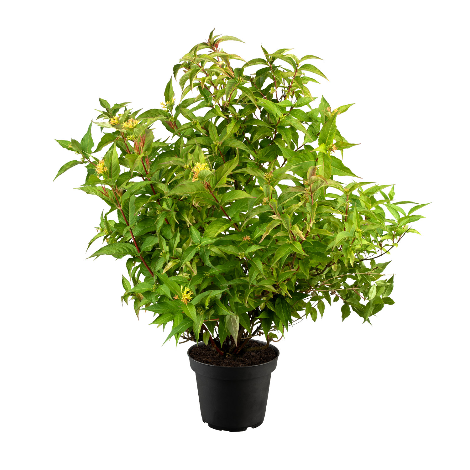 Amerikanische Weigelie Proven Winners® 'Kodiak® Red'