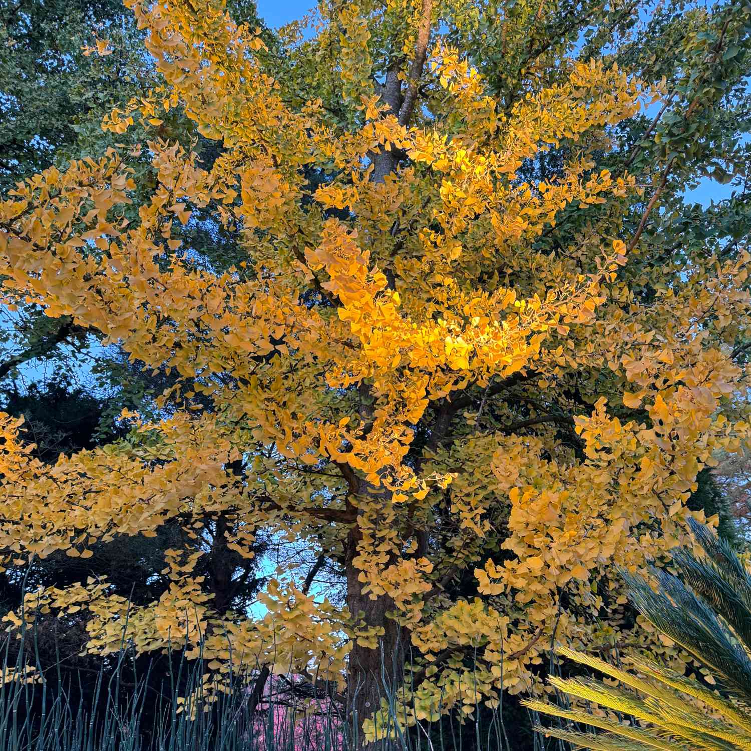 Breitwachsender Fächerblattbaum 'Horizontalis'