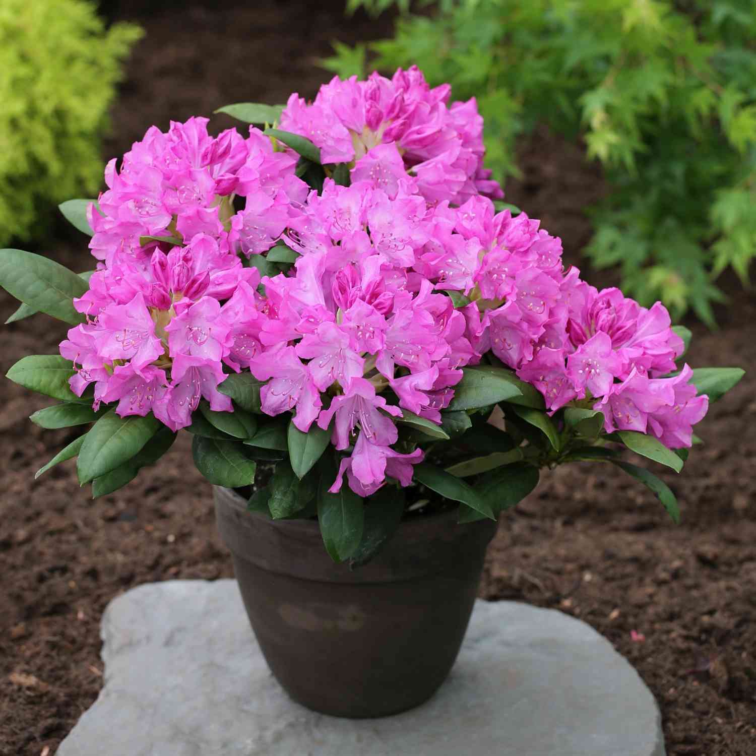 Rhododendron 'Roseum Elegans'