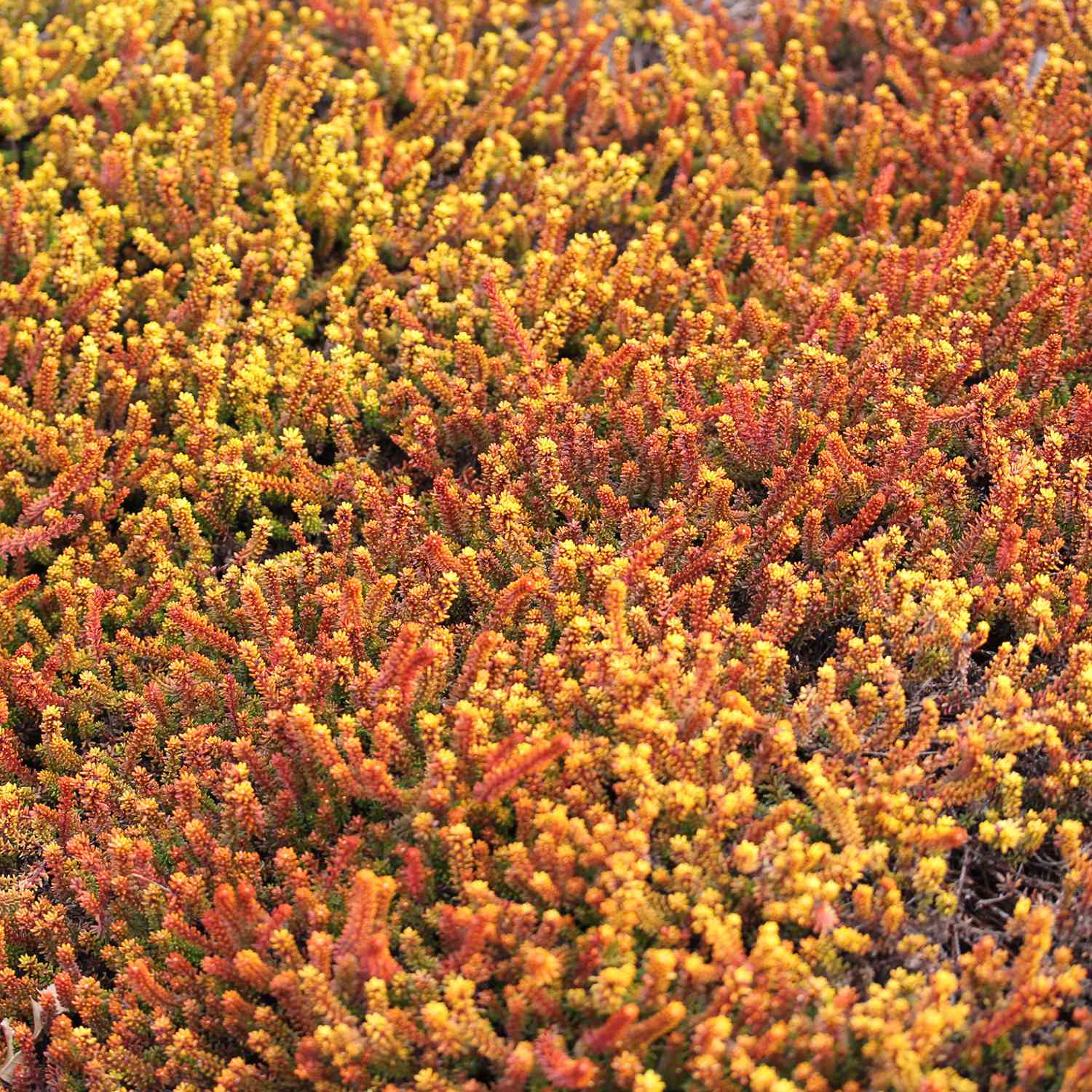 Bodendeckerheide 'Bernstein'