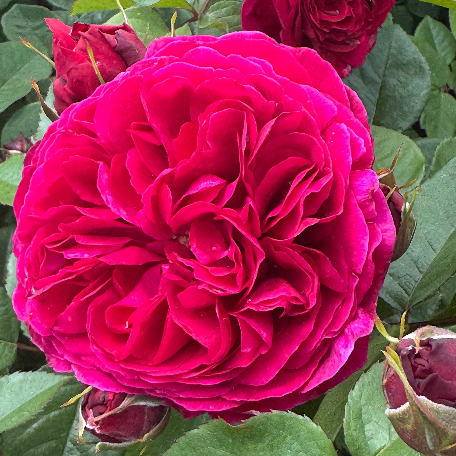 Beetrose 'André Rieu'
