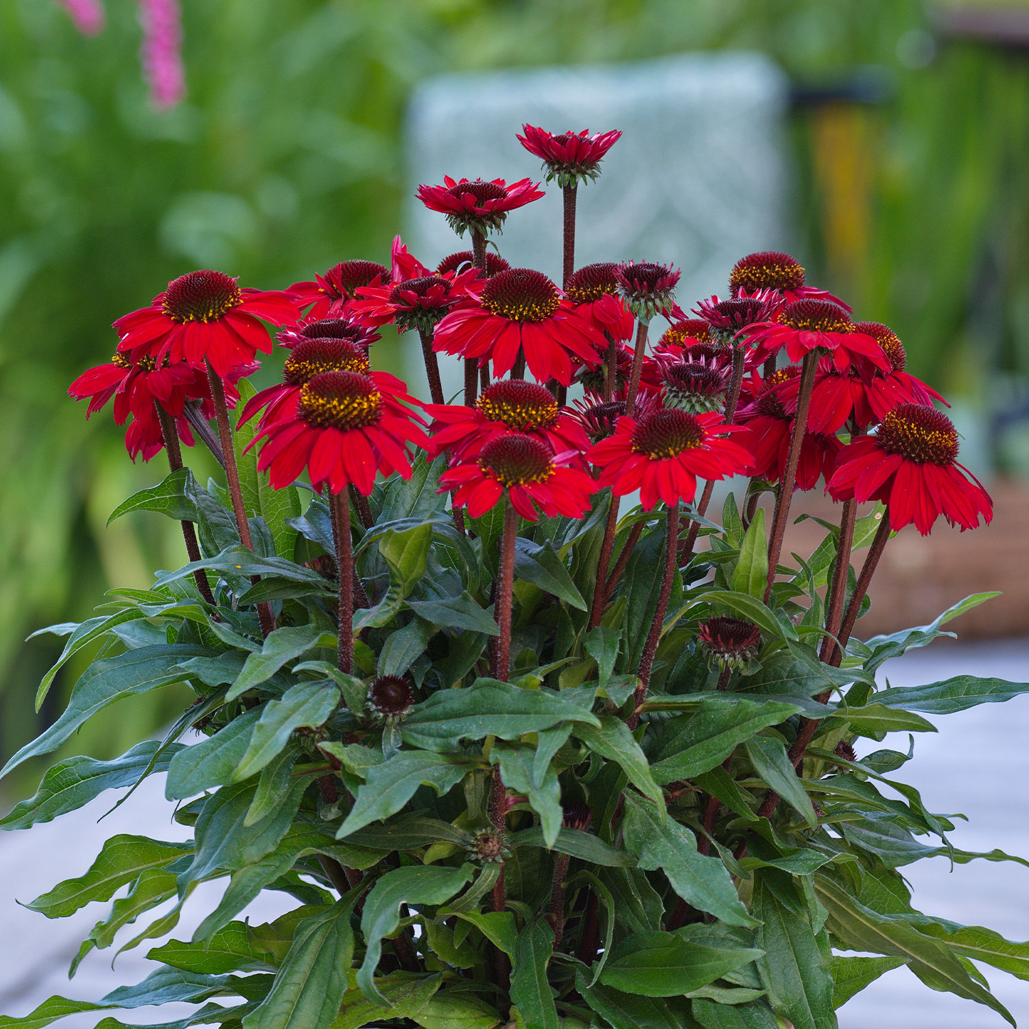 Stauden - Scheinsonnenhut 'SunMagic Vintage Hot Red®' Lieferform: Im 2 Liter Topf - Echinacea purpurea 'SunMagic Vintage Hot Red®'