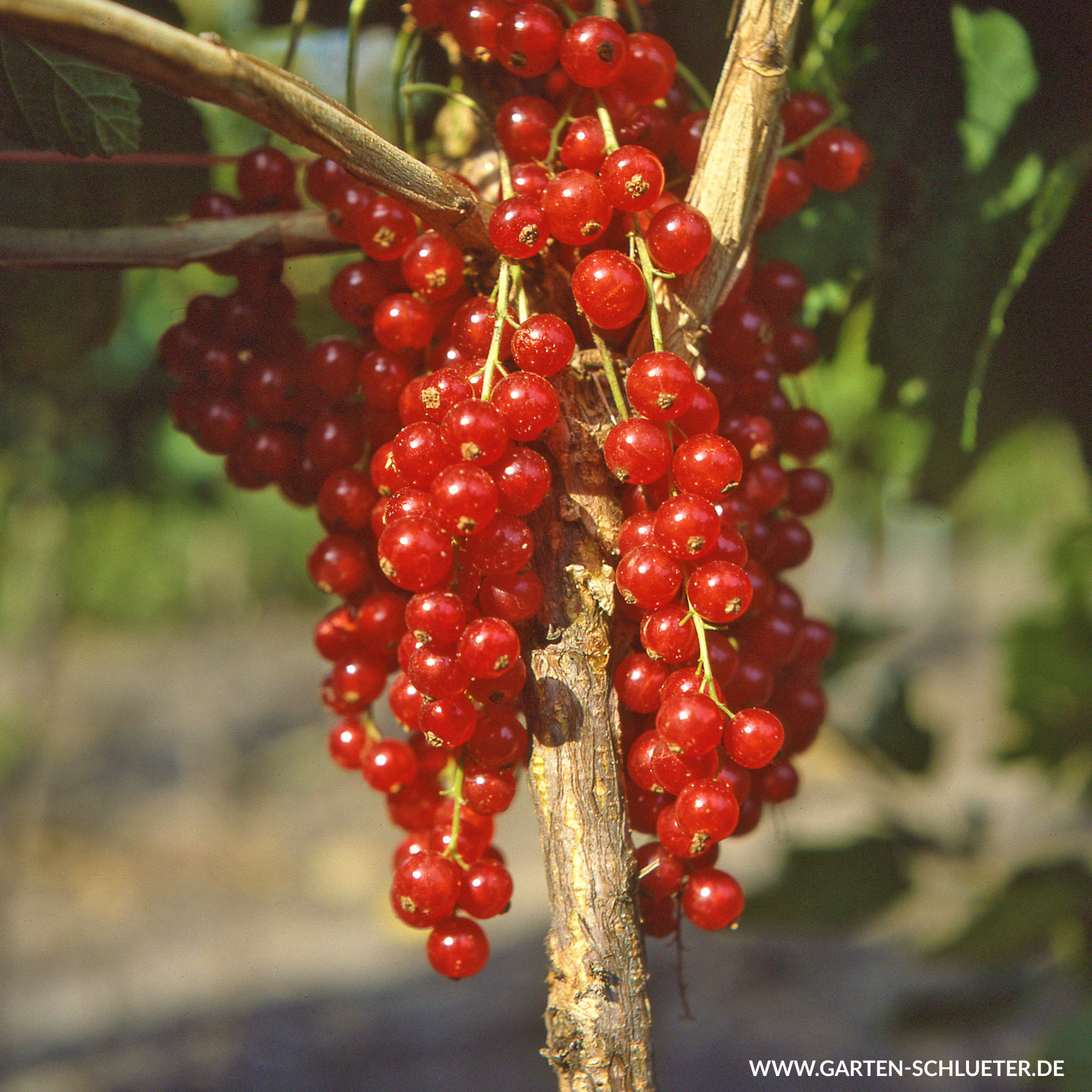 Rote Johannisbeere 'Rovada®'