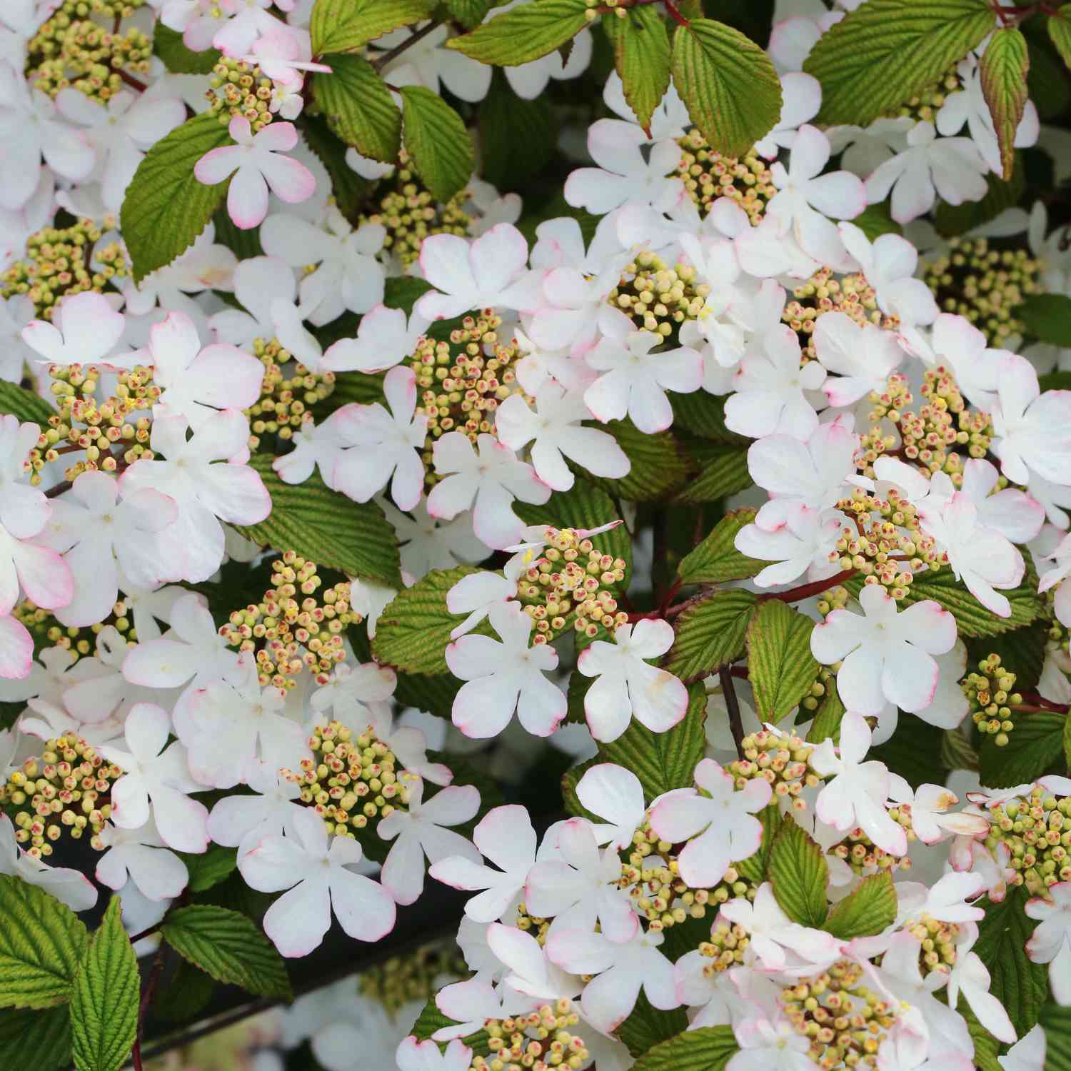 Pyramiden-Schneeball 'Kilimandjaro' Pyramiden-Schneeball 'Kilimandjaro'