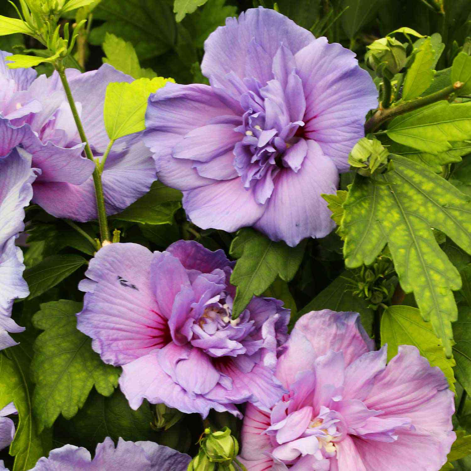 Garteneibisch 'Blue Chiffon' Garteneibisch 'Blue Chiffon'