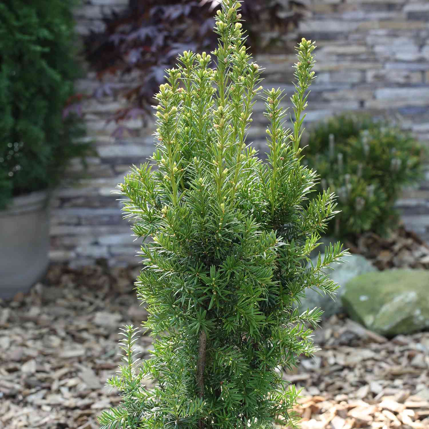 Bechereibe 'Hicksii'