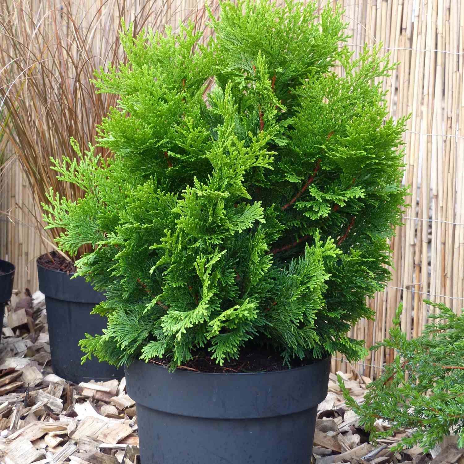 Gelbe Zwerg-Muschelzypresse 'Nana Gracilis Aurea' Gelbe Zwerg-Muschelzypresse 'Nana Gracilis Aurea'