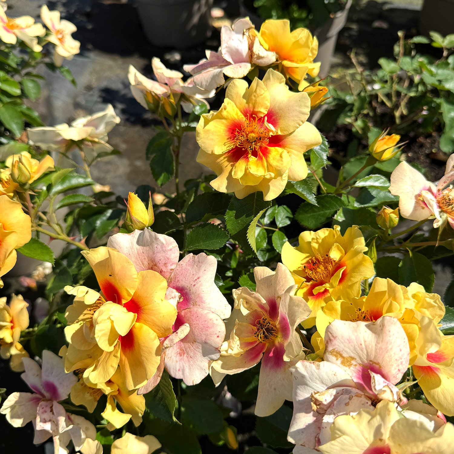 Persische Rose 'Eye of the Tiger®'