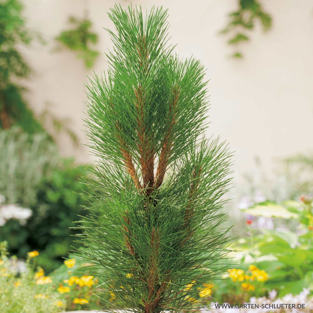 Kategorie <b>Forstgehölze </b> - Säulenschwarzkiefer 'Green Tower' - Pinus nigra 'Green Tower'