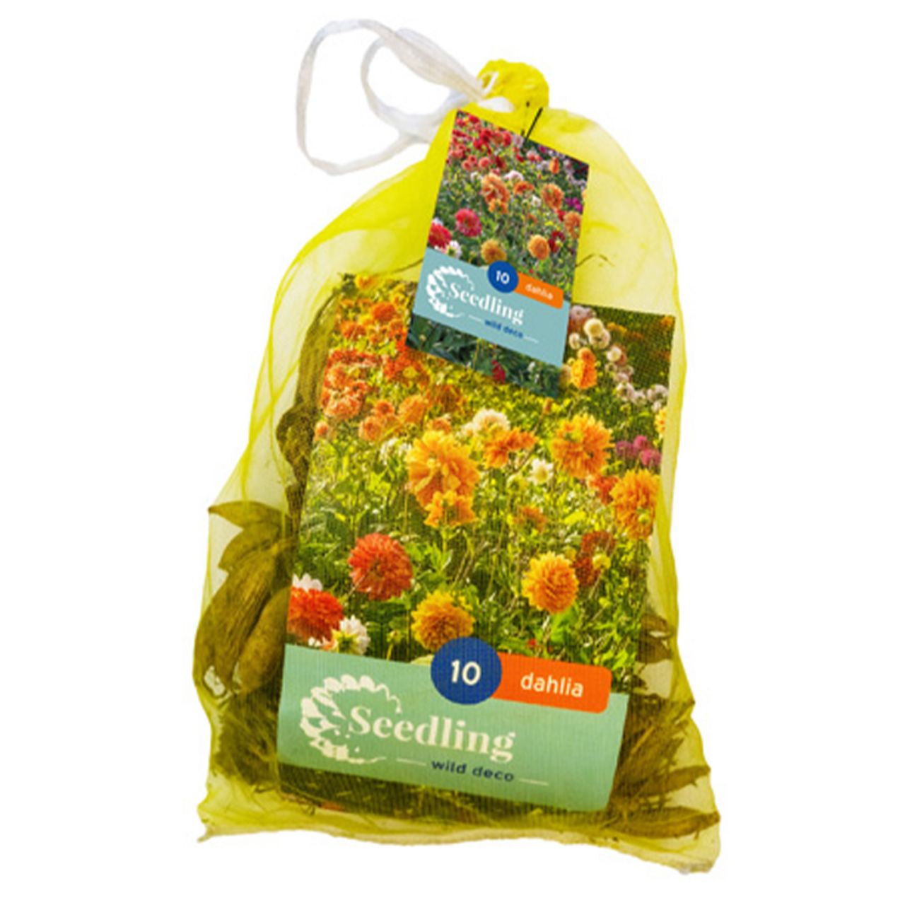 Kategorie <b>Frühlings-Blumenzwiebeln </b> - Wilde Schmuckdahlien-Mischung - 10 Stück - Dahlie Seedling Decorative