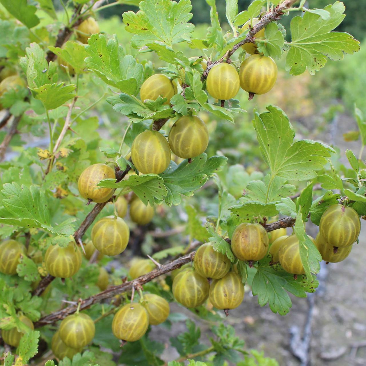 Kategorie <b>Beeren </b> - Stachelbeere 'Giggles® Gold' - Ribes uva-crispa