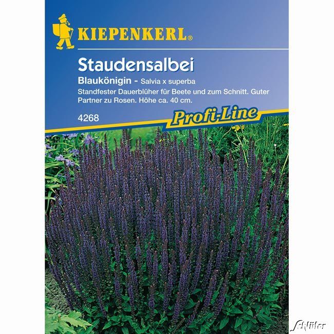 Kategorie <b>Blumensamen </b> - Salbei 'Blaukönigin' - Salvia x superba