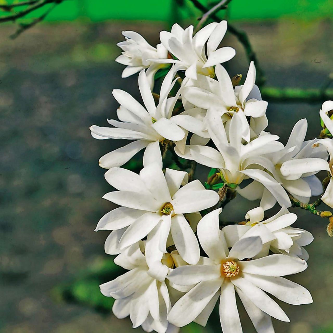 Kategorie <b>Laubbäume </b> - Sternmagnolie 'Frühlingsbote' - Magnolia stellata