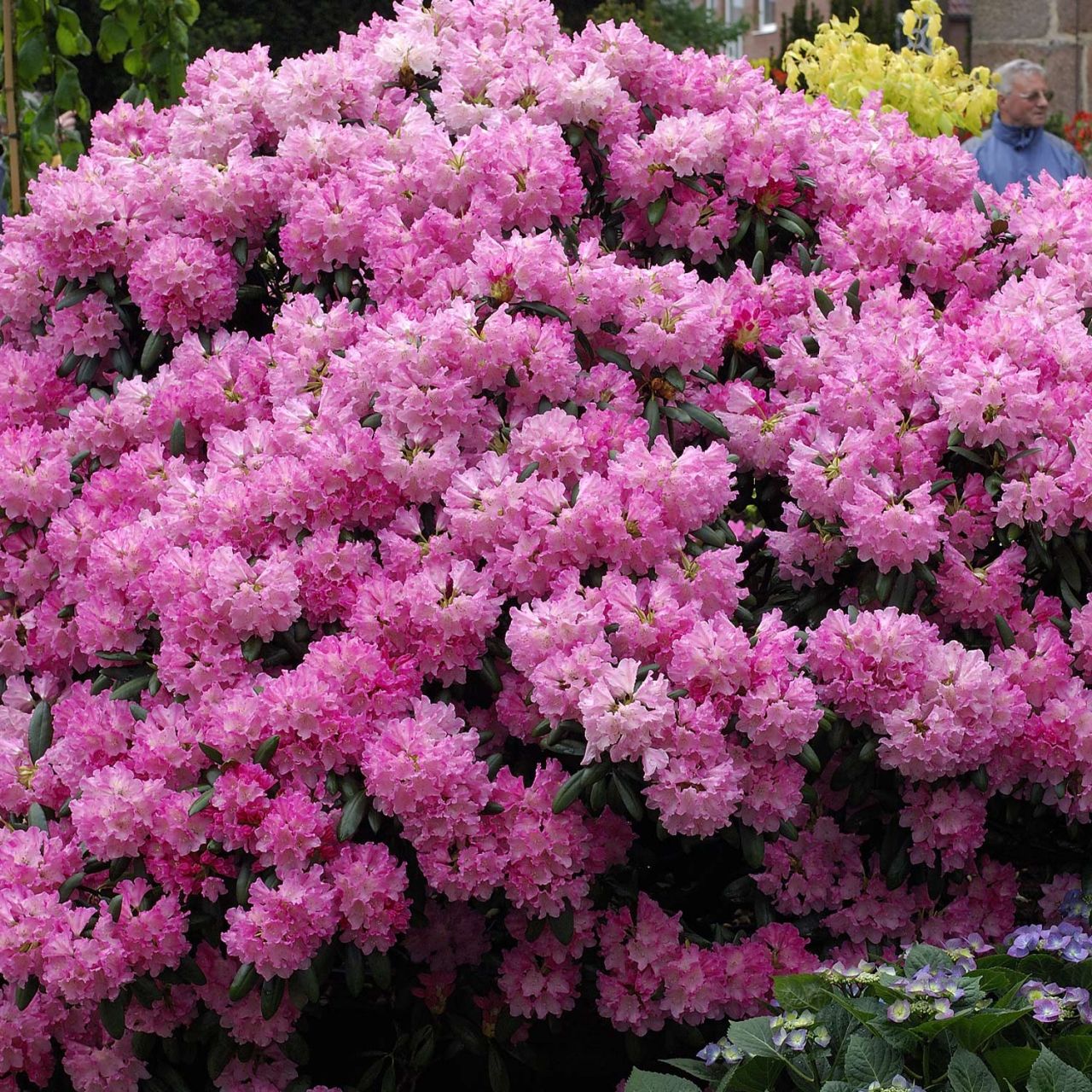  Ball-Rhododendron 'Kalinka', 5 Liter, 25 - 30 cm - Rhododendron yakushimanum 'Kalinka'
