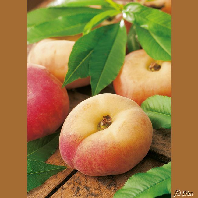 Kategorie <b>Sonstige Früchte </b> - Tellerpfirsich 'Zuckertaler' - Prunus persica
