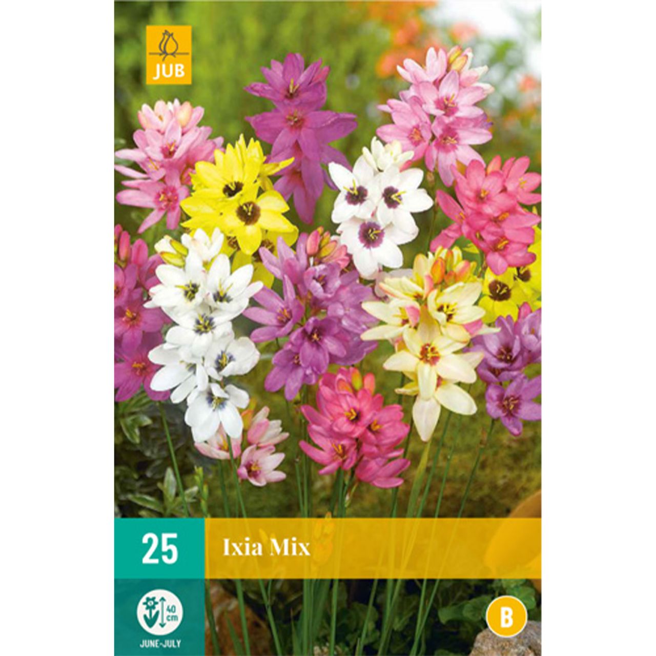 Kategorie <b>Herbst-Blumenzwiebeln </b> - Abendblume (Ixia) 'Mischung' - 25 Stück - Ixia
