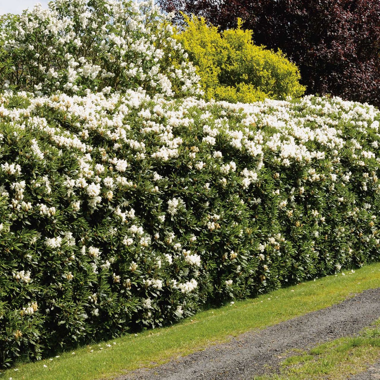 Kategorie <b>Rhododendron </b> - Rhododendron 'Easydendron® Dufthecke' - Rhododendron Hybride 'Dufthecke'