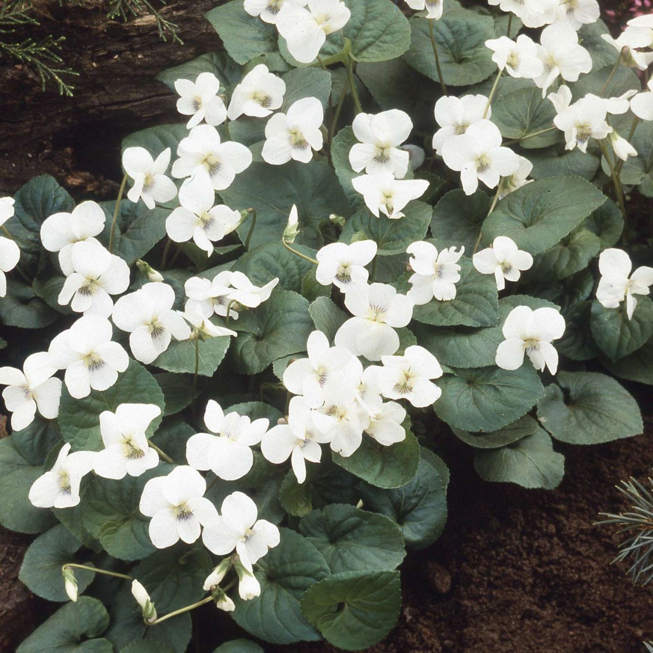 Kategorie <b>Stauden </b> - Weißes Pfingstveilchen 'Albiflora' - Viola sororia 'Albiflora'