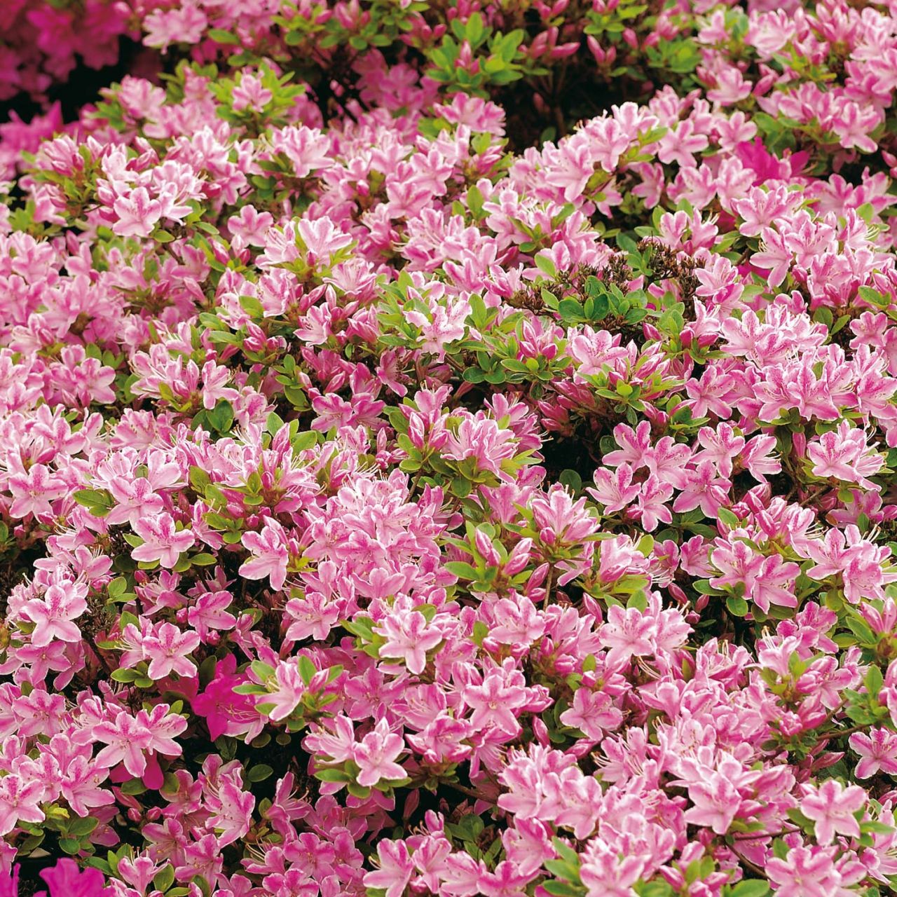 Kategorie <b>immergrüne Laubbäume </b> - Japanische Azalee 'Kermesina Rosé' - 