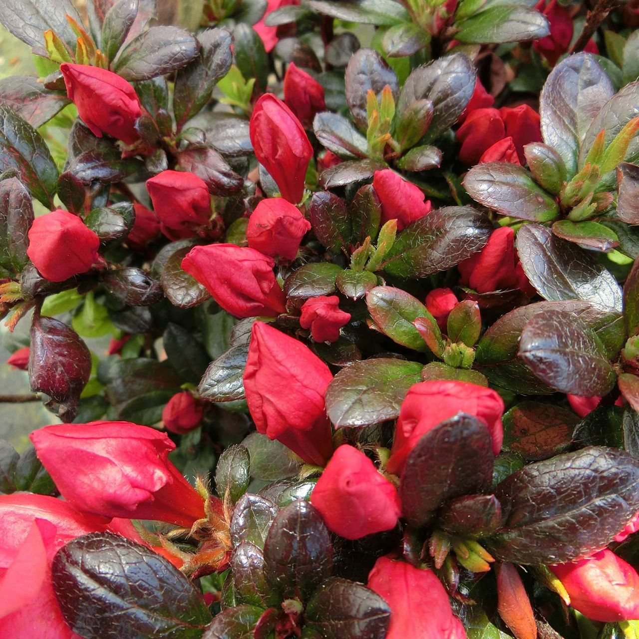 Kategorie <b>immergrüne Laubbäume </b> - Rhododendron 'Little Red'