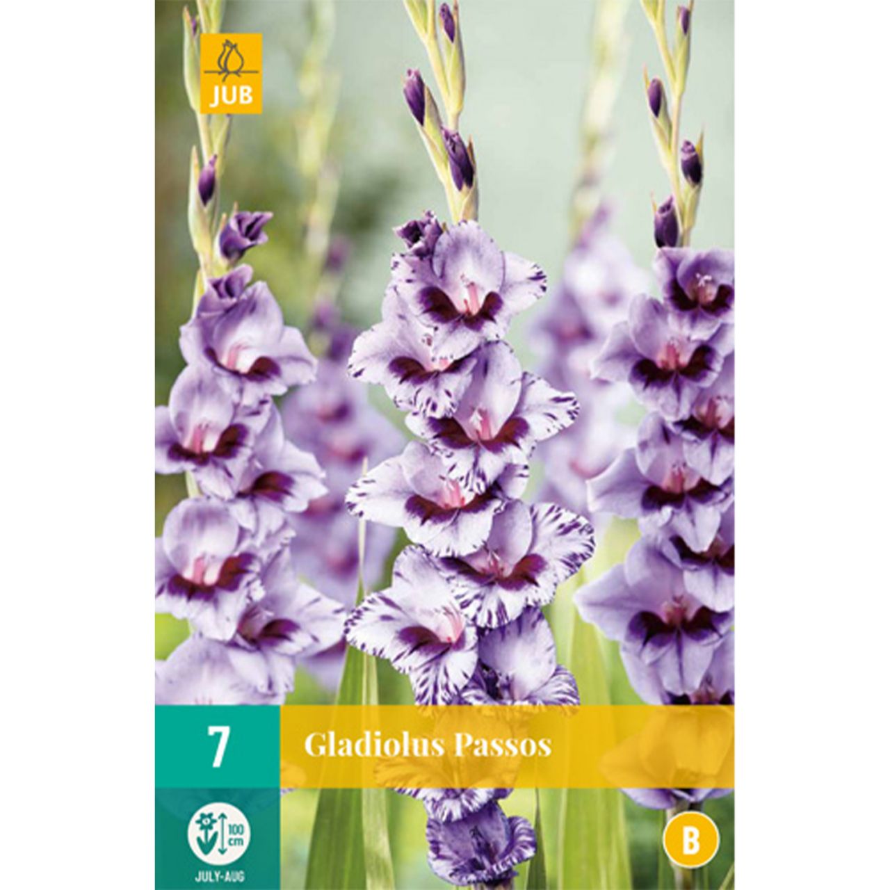 Kategorie <b>Frühlings-Blumenzwiebeln </b> - Gladiole 'Passos' - 7 Stück - Gladiolus communis