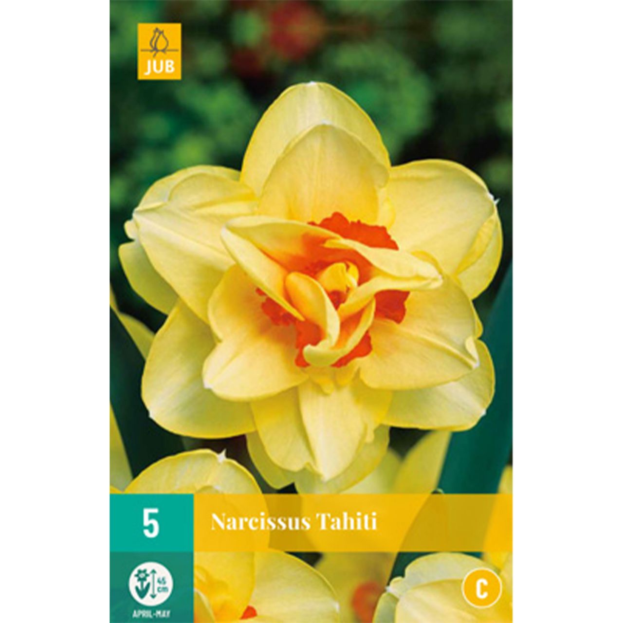 Kategorie <b>Herbst-Blumenzwiebeln </b> - Gefüllte-Narzisse 'Tahiti' - 5 Stück - Narcissus 'Tahiti'