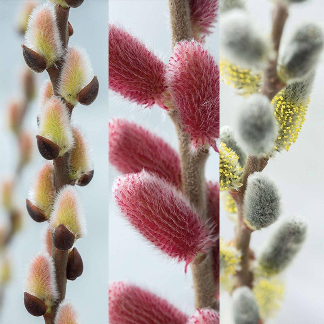 Kategorie <b>Blütensträucher und Ziergehölze </b> - Kätzchenweide-Trio - Salix gracilistyla