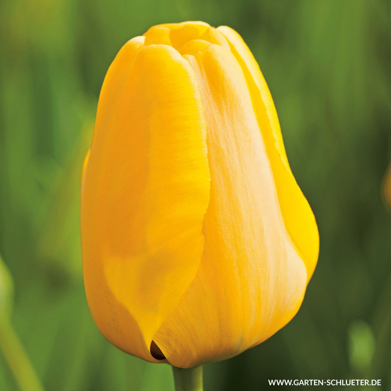Darwin-Hybrid Tulpe ‚Golden Apeldoorn‘ – 7 Stück
