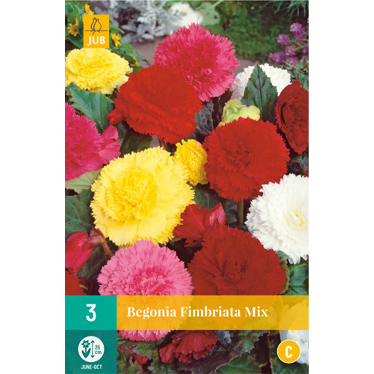 Kategorie <b>Frühlings-Blumenzwiebeln </b> - Gefranste-Begonie 'Fimbriata Mischung' - 3 Stück - Begonia Fimbriata