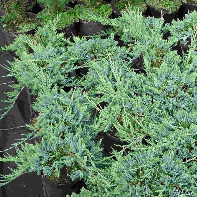 Kategorie <b>Bodendecker </b> - Blauer Teppichwacholder 'Glauca' - Juniperus horizontalis 'Glauca'