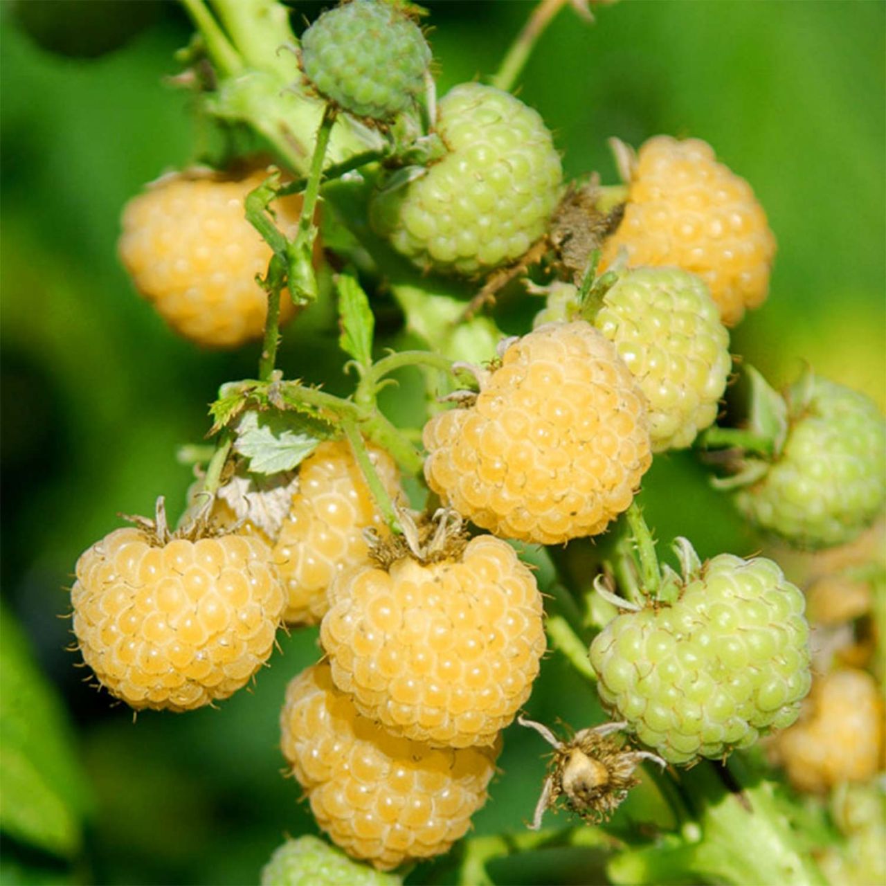 Kategorie <b>Beeren </b> - Herbsthimbeere 'Golden Everest' - die Gelbe - Rubus idaeus 'Golden Everest'