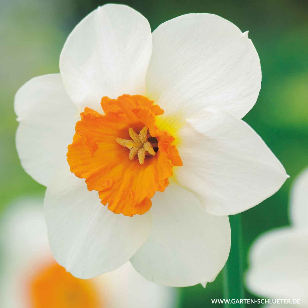 Kategorie <b>Herbst-Blumenzwiebeln </b> - Großblumige Narzissen 'Barrett Browning' - 5 Stück - Narcissus 'Barrett Browning'