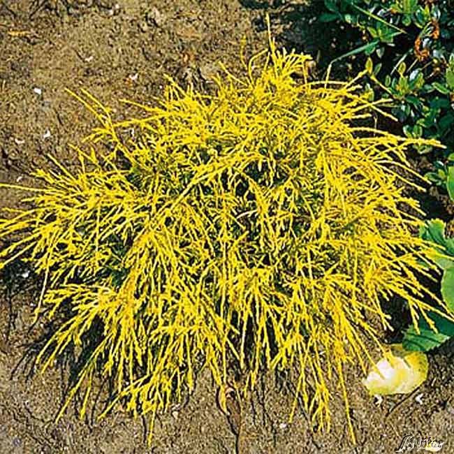 Kategorie <b>Bodendecker </b> - Gelbe Fadenzypresse 'Sungold' - Chamaecyparis pisifera Filifera 'Sungold'