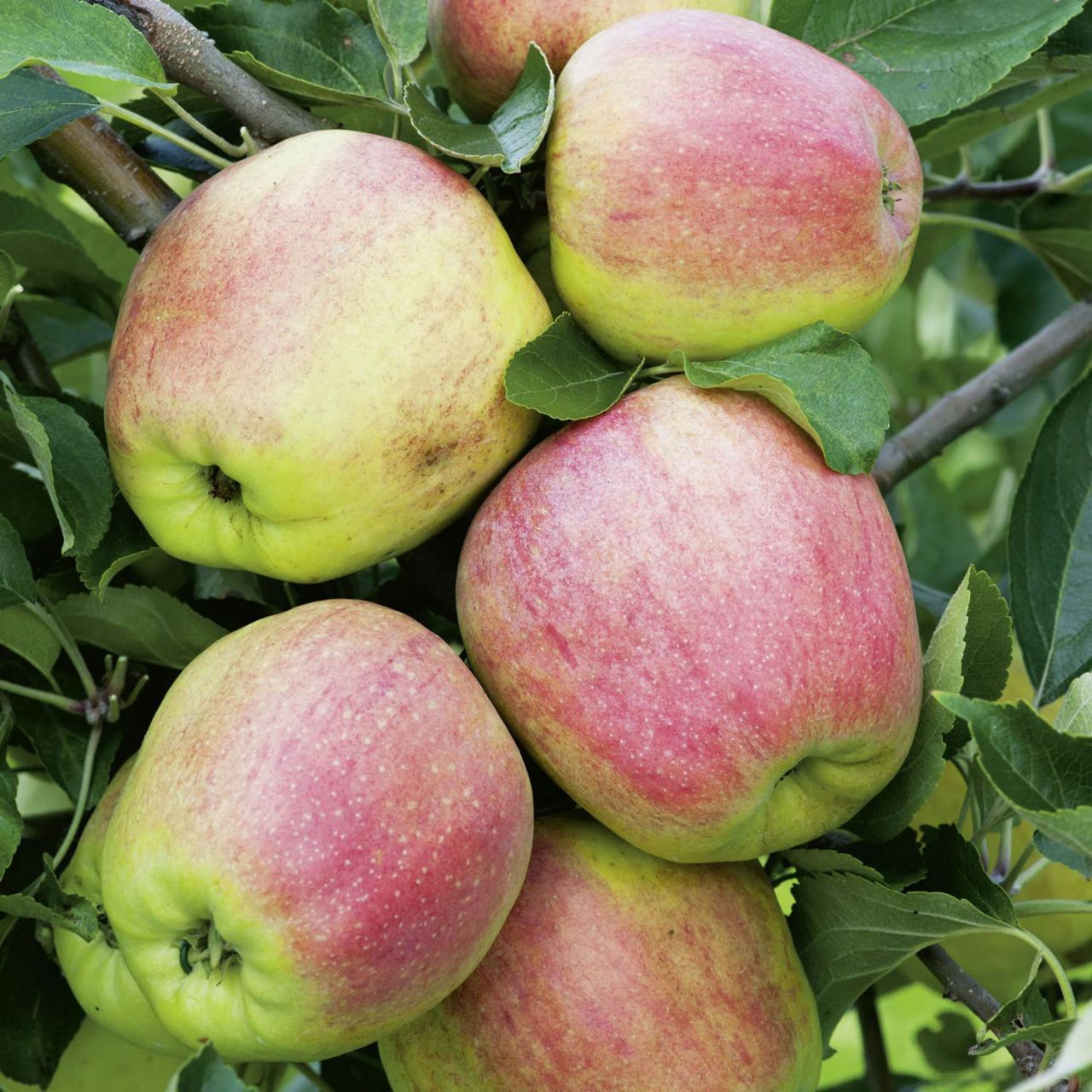 Apfel ‚Finkenwerder Herbstprinz‘   – Winterapfel