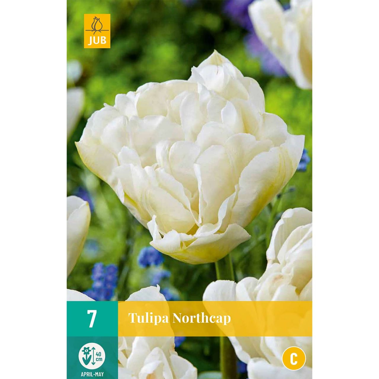 Kategorie <b>Herbst-Blumenzwiebeln </b> - Gefüllte frühe Tulpe 'Northcap' - 7 Stück - Tulipa 'Northcap'