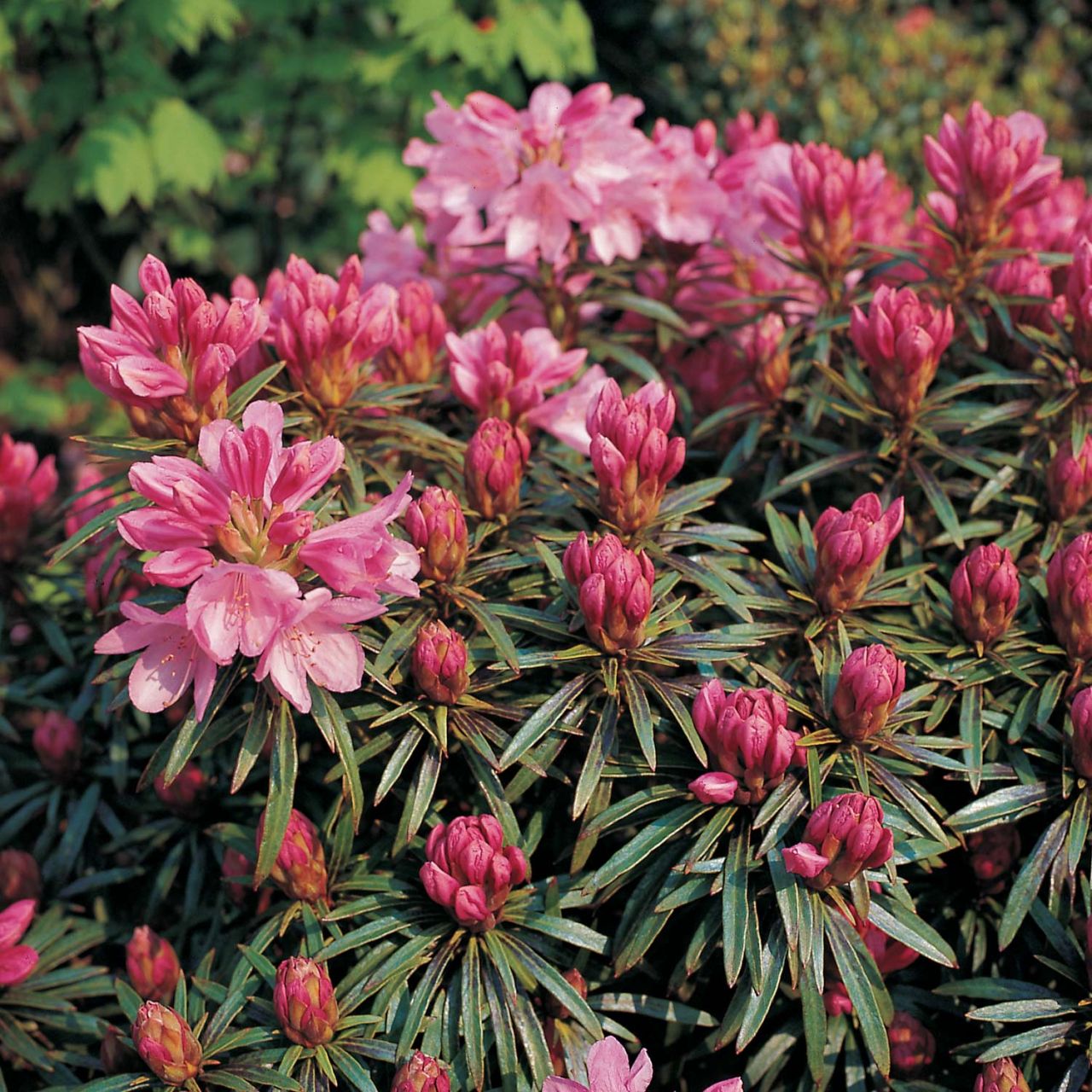 Kategorie <b>immergrüne Laubbäume </b> - Wild-Rhododendron 'Graziella' - Rhododendron ponticum 'Graziella'